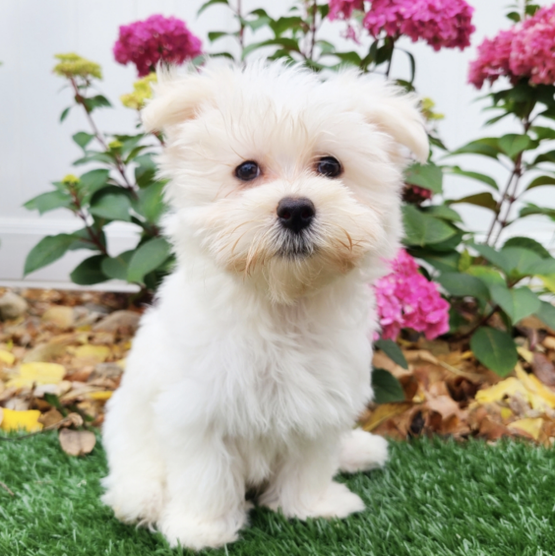 comprar cachorros sanos, baratos y asequibles para la venta